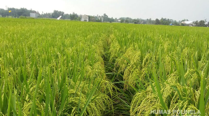 tanaman padi cocok ditanam di tanah