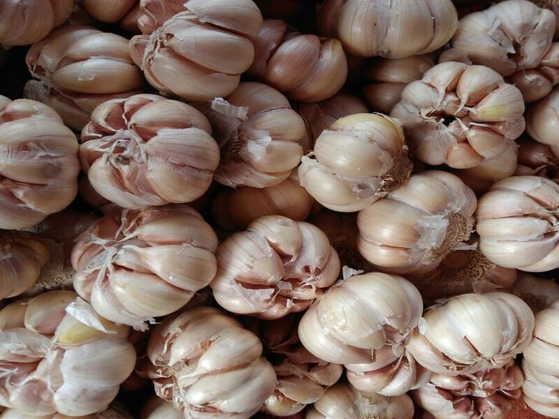 Cara memulai usaha bawang putih