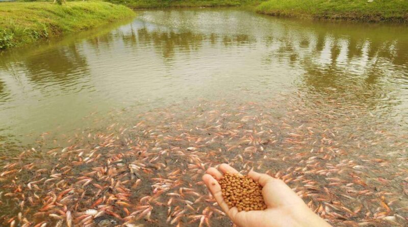 Produksi pelet ikan mandiri