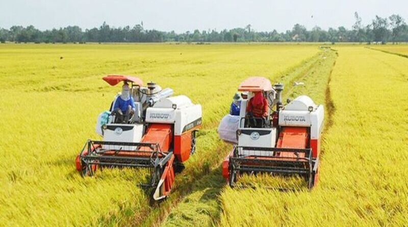 Cara panen padi lebih cepat