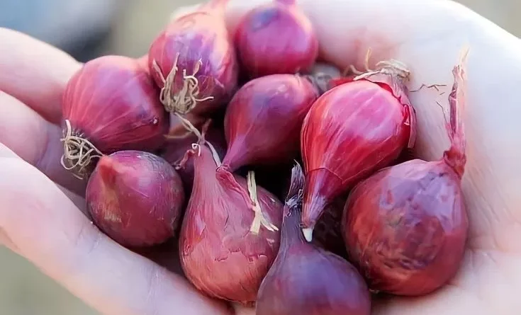 Tips Sukses Bisnis Bawang
