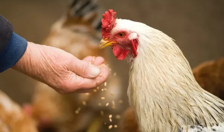 pakan ekonomis untuk peternak