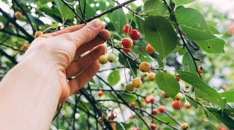 biji kopi tumbuh di dataran tinggi