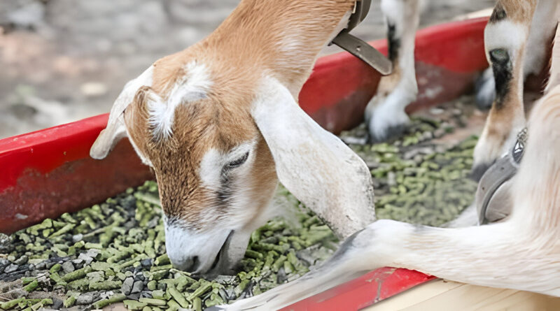pakan campuran mineral lengkap