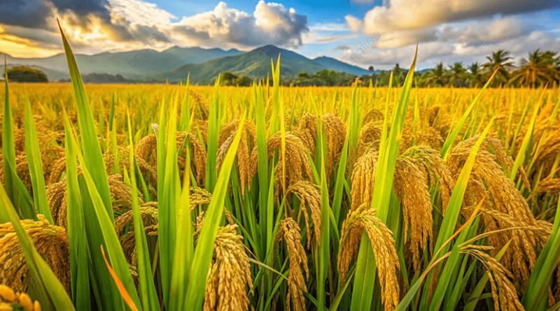 Model Pengolahan Padi Modern