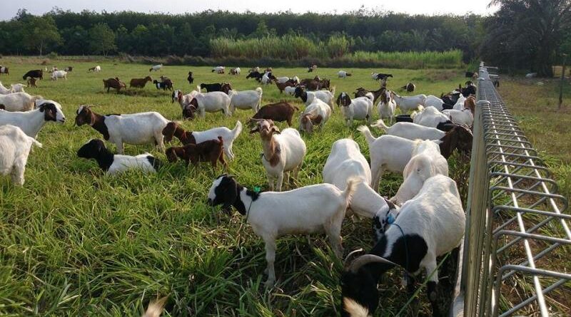 pelatihan ternak kambing intensif
