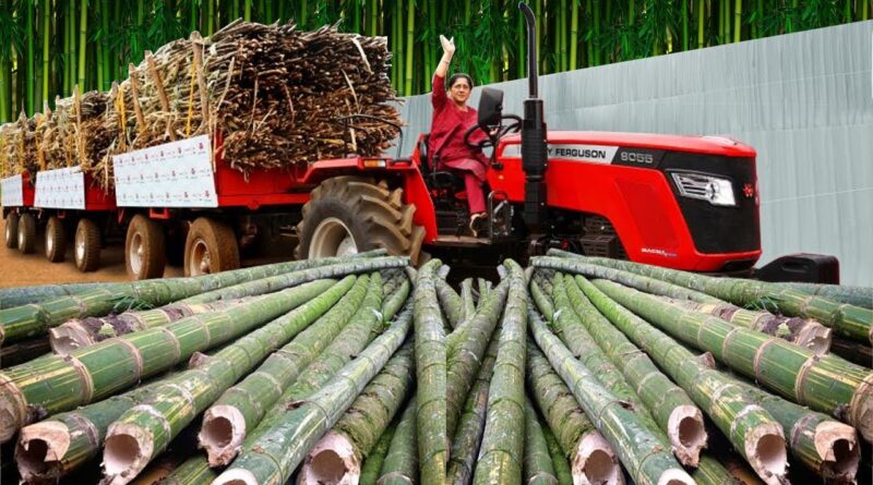 Cara Mempercepat Produksi Bambu Efektif Modern