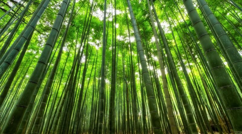 Tips Usaha Bambu untuk Pemula Peluang Kreatif