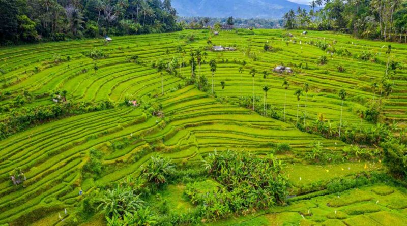 mesin pertanian pasca panen