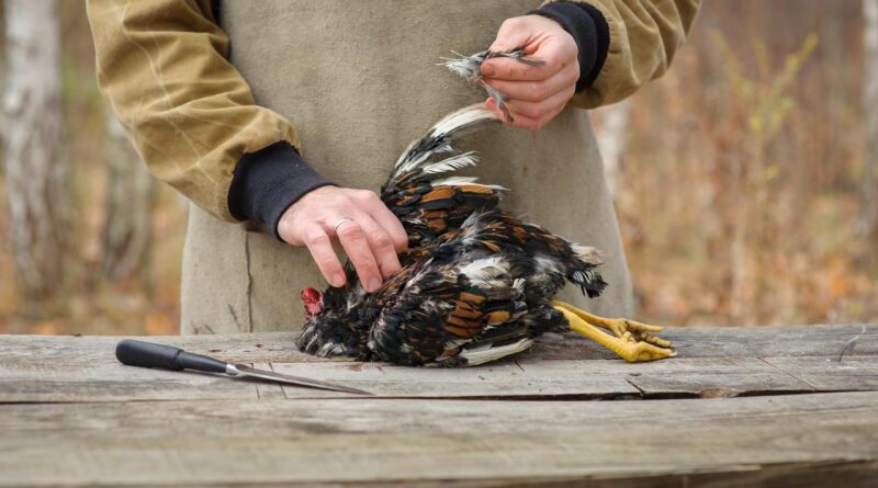 tips mencabut bulu ayam banyak