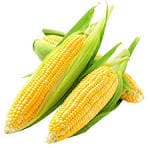 cara mempercepat panen jagung