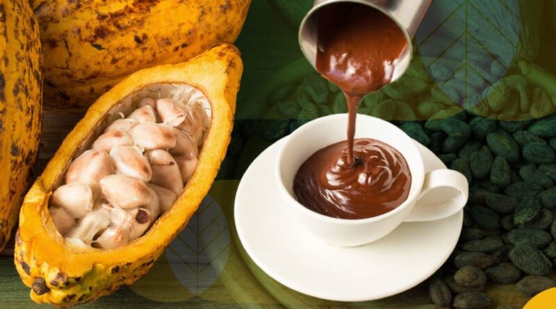 proses pengolahan kakao jadi coklat