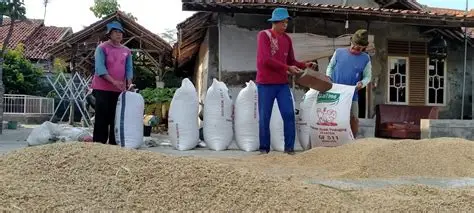 tips penyimpanan gabah setelah panen