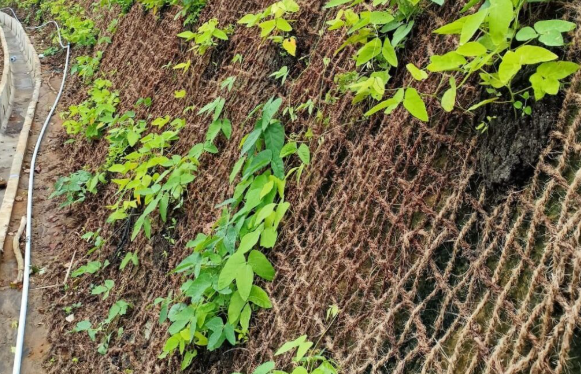 Cocomesh berbahan sabut kelapa untuk perlindungan tanah reklamasi