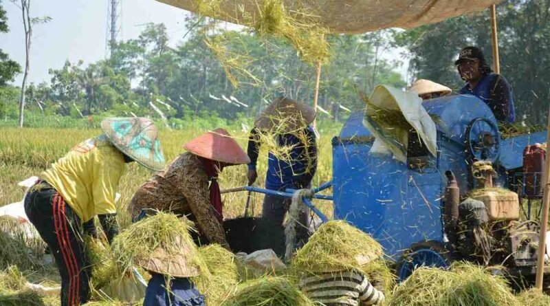cara memisahkan gabah dari jerami