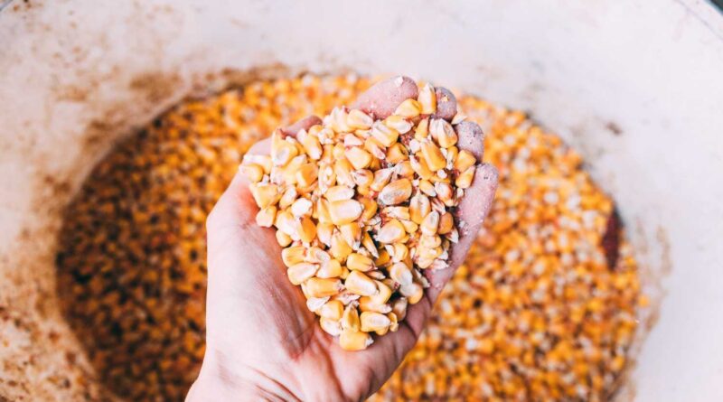 tips hemat tenaga saat pemipilan jagung