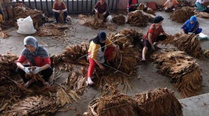 Tahapan Pengolahan Tembakau Kering