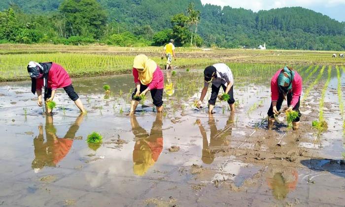 kapan waktu yang tepat tanam padi