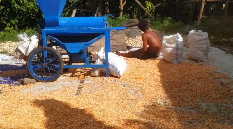 solusi mengatasi jagung sulit dipipil