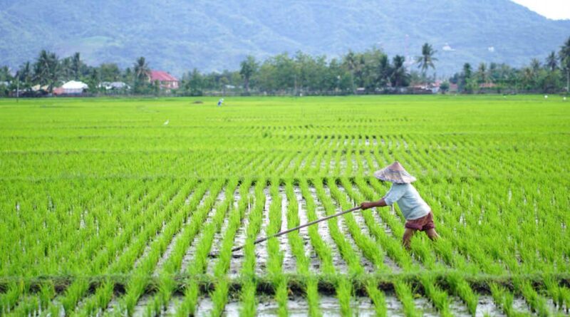 strategi meningkatkan keuntungan usaha agribisnis