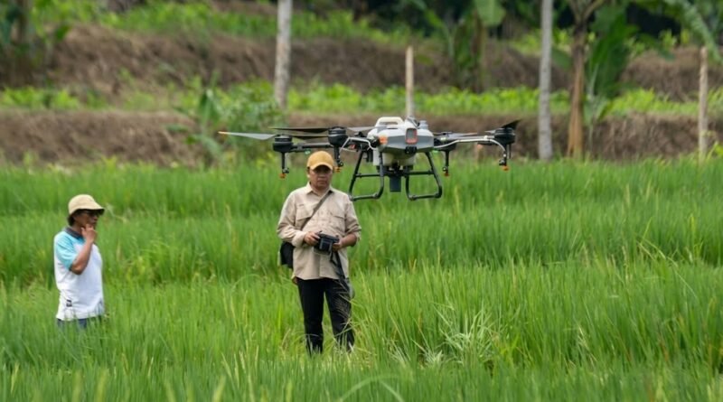 cara menyemprot sawah dengan drone