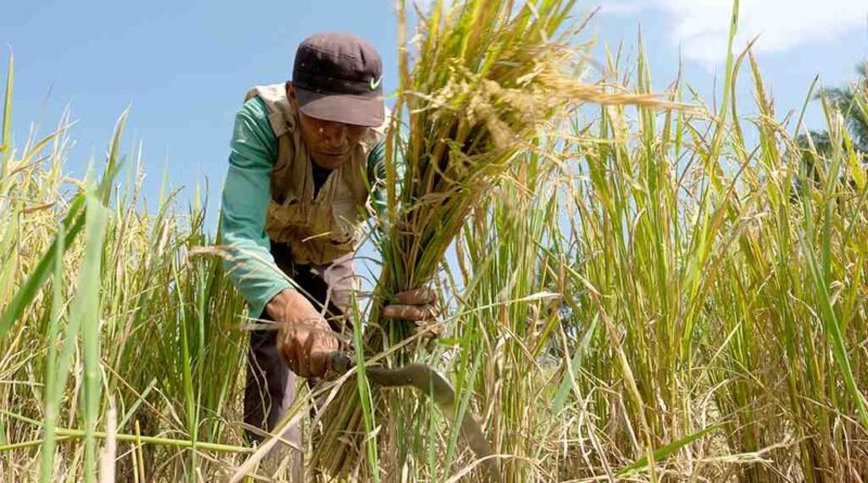 proses pemotongan batang padi