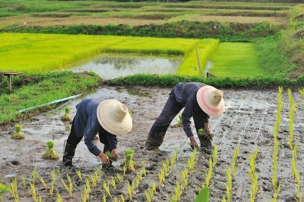 penyebab jarak barisan tanaman berbeda