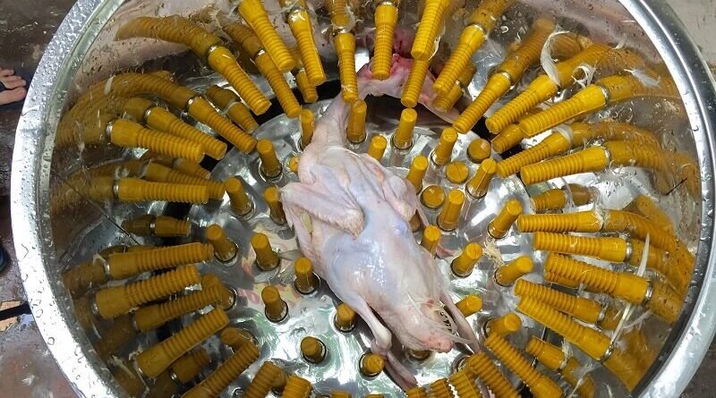 proses pencabutan bulu ayam otomatis