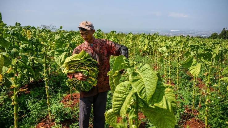 Tahapan Pengolahan Daun Tembakau Setelah Panen