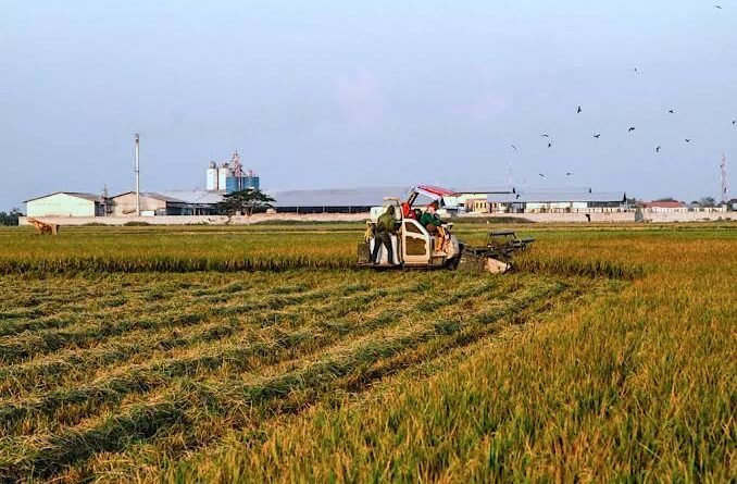 Kondisi Lahan untuk Mesin Panen Padi