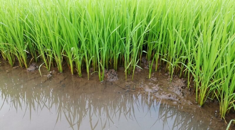 Kedalaman Olah Tanah Sawah yang Tepat