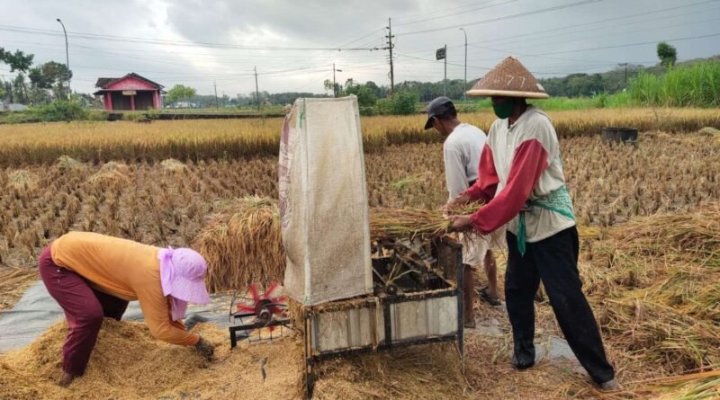 cara mengurangi gabah rontok