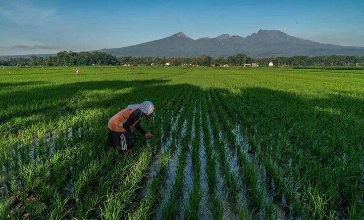 persiapan lahan sebelum tanam