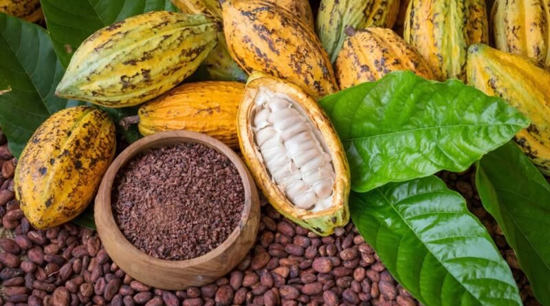 persiapan biji kakao untuk pengolahan cokelat, biji kakao kering, pengolahan biji kakao, fermentasi kakao, pengeringan kakao, sortasi biji kakao, penyangraian kakao, pemisahan kulit kakao, bahan baku cokelat, industri cokelat