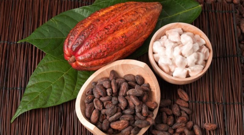 cara menjaga kualitas biji kakao kering