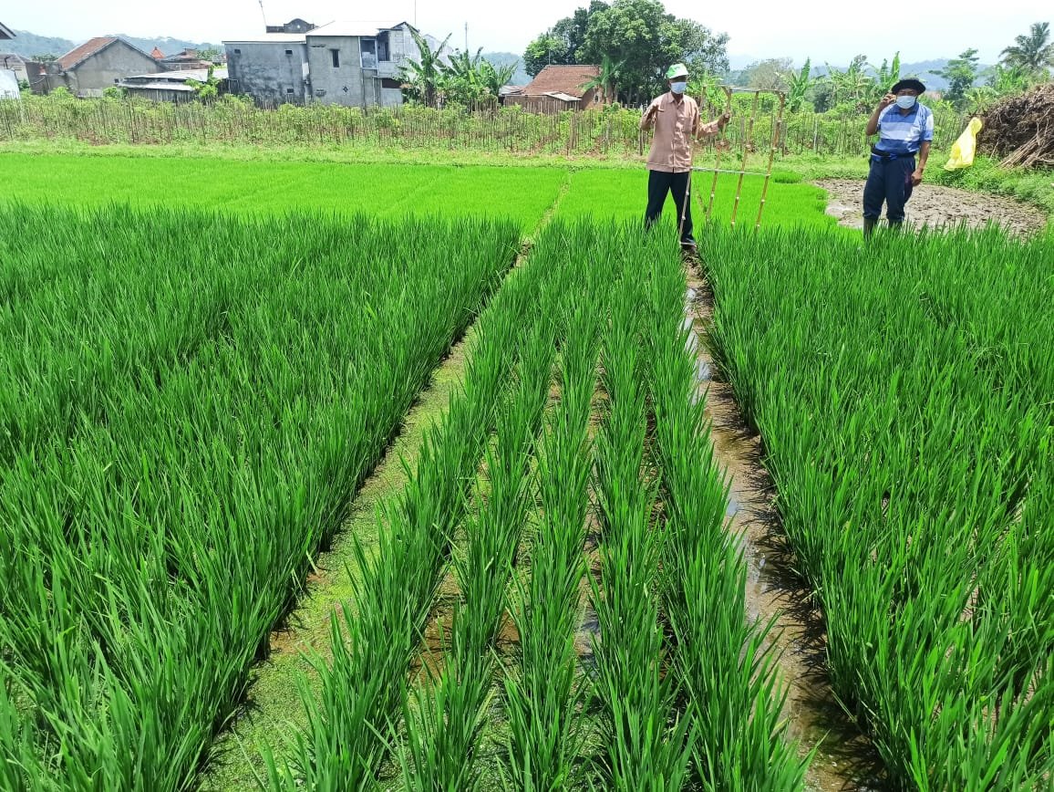 tahapan pelaksanaan jasa tanam padi di lahan sawah