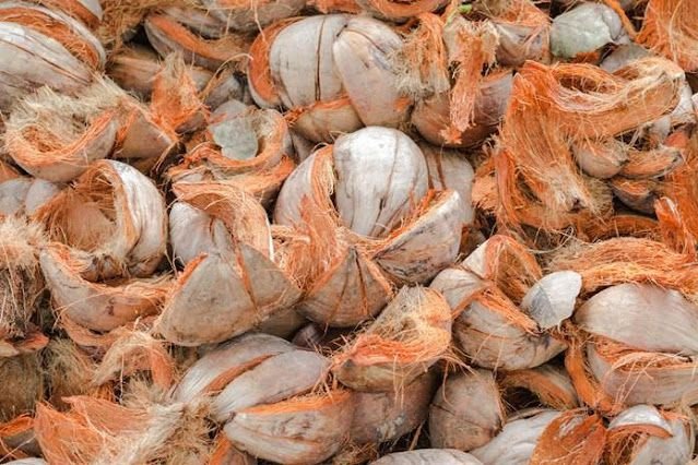 cara memisahkan serat sabut dari kulit
