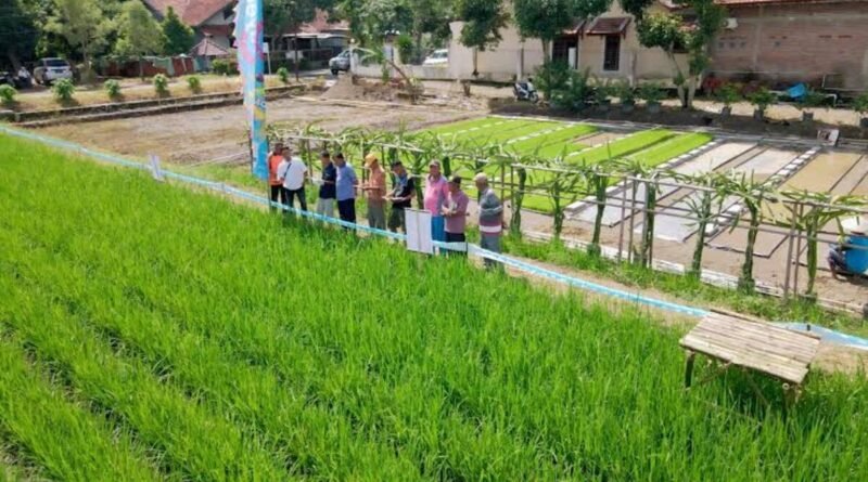 biaya mekanisasi tanam padi per hektar