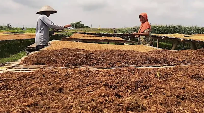 Faktor Penentu Kualitas Rajangan Tembakau